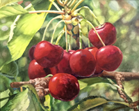  Becky Hartvigsen - Fruit Heights Cherries